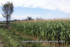 montreal locations scouts crops
