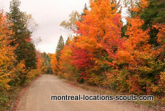 Montreal fall colors